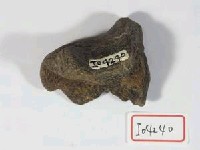 藏品(破碎骨片一枚)的圖片